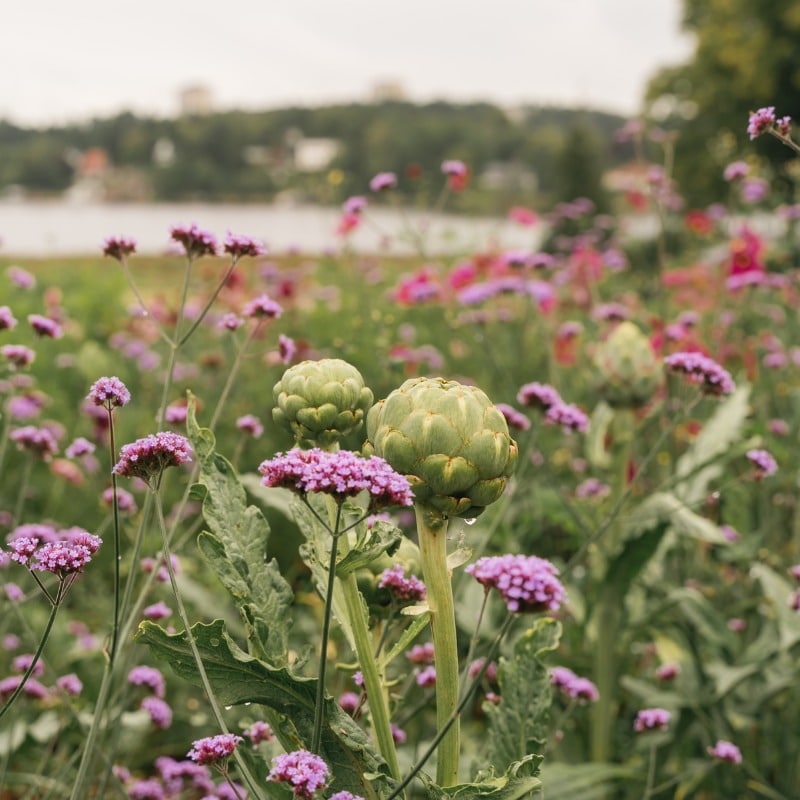 ulriksdal-vardshus-odling-800×800 Ulriksdals Värdshus farmstead