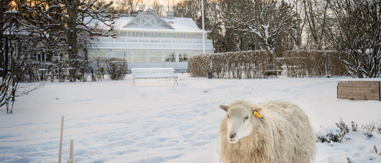 Ulriksdals Värdshus i snötäckt landskap med ett av värdshusens får framför huset