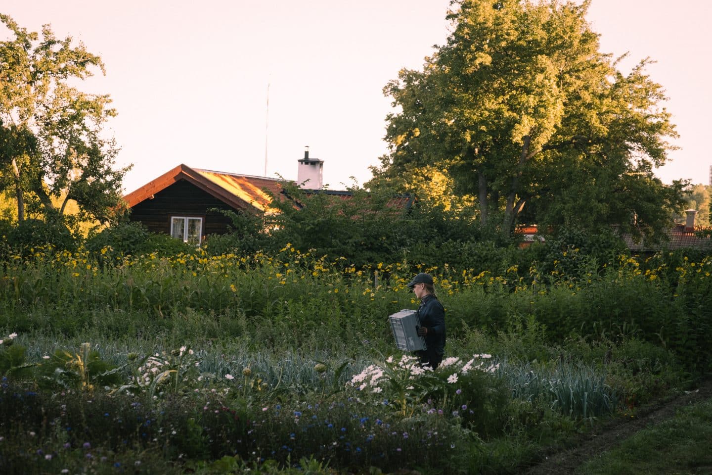 Emmer sept 2022-6 odling på Ulriksdals Värdshus