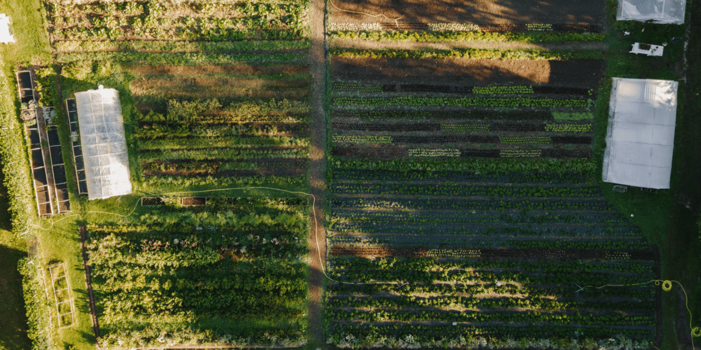 emmer_odling_2000x1000 odling på Ulriksdals Värdshus