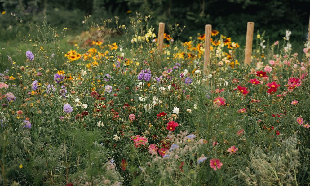 ulriksdal-vardshus-odling-1 Odlingen på Ulriksdals Värdshus