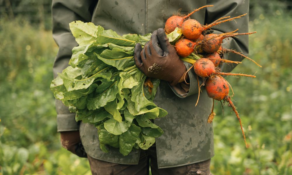 ulriksdal-vardshus-odling-4 Odlingen på Ulriksdals Värdshus