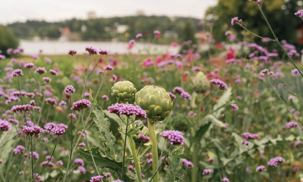 ulriksdal-vardshus-odling-5 Odlingen på Ulriksdals Värdshus